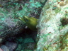 Eel