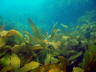 Kelp