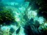 Leatherjacket