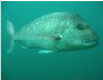 Snapper